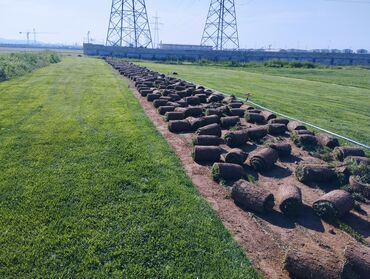 Süni qazon: Rulon qazon - Peşəkar qazon plantasiyasından kəsilib rulon halında — 2