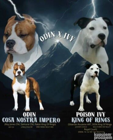 Psi: U ponudi prelepi stenci americkog staforda 2 zenke i 1 muzijak na lalafo.rs — 2 Psi: U ponudi prelepi stenci americkog staforda 2 zenke i 1 muzijak — 2