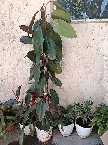 Фикус эластика (Ficus elastica, «каучуконосный») в напольном горшке at lalafo.kg Фикус эластика (Ficus elastica, «каучуконосный») в напольном горшке