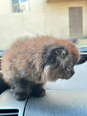 Pişiklər: Britan — 9