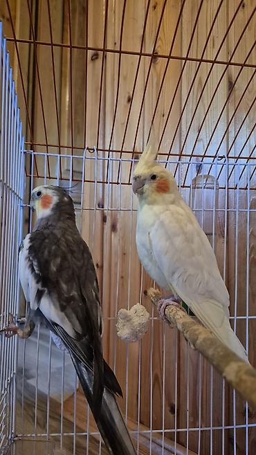 pekines it satisi: Nimfa (cockatiel) cütü və qəfəs dəsti -Quşların biri erkək biri — 3