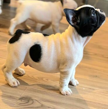 Psi: Odgajivačnica Francuskih Buldoga FCI 6478 Smederevo Fortress nudi na lalafo.rs — 7 Psi: Odgajivačnica Francuskih Buldoga FCI 6478 Smederevo Fortress nudi — 7