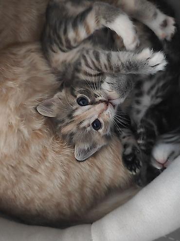 кошки домашние: Отдам котят в хорошие руки бесплатно без породные очень хорошие без — 1