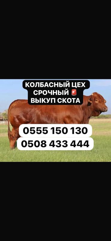 преобразователь для стрижки овец: Куплю | Коровы, быки, Лошади, кони, Другие с/х животные | Круглосуточно, Любое состояние, Забитый