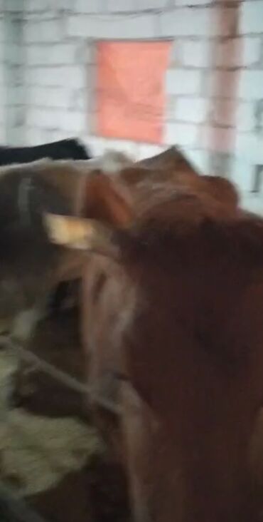 Inəklər, öküzlər: Dişi, il: 2, Ətlik — 9