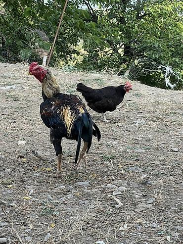cucə və xoruz təmsil: Heyreti xoruz bir yaş 3 ayliqdir temiz qan heyvandir cadirilma — 5