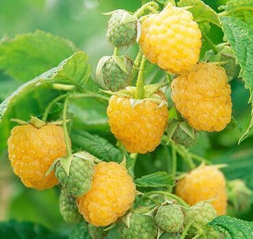 Şitillər: Sarı və qırmızı və qara moruq (çəpər) tingləri5-3-10 Məhsul: - Açıq — 1