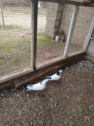 Göyərçinlər: Qiymət hamısına aitdir qiymətdə razılaşmaq olar — 8