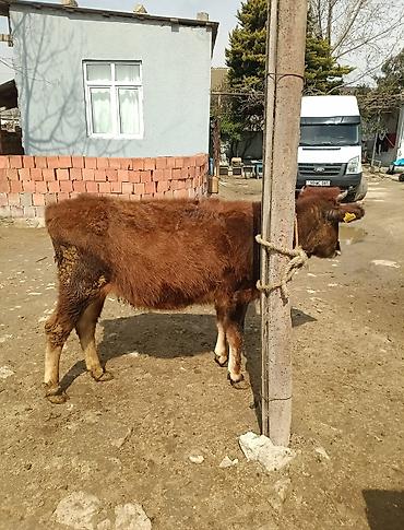 Dana, buzov: Dana, buzov — 5