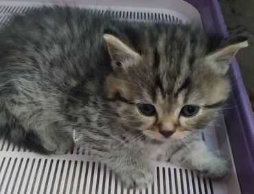 Коты: В продаже шотландские котята, возраст 2 месяца