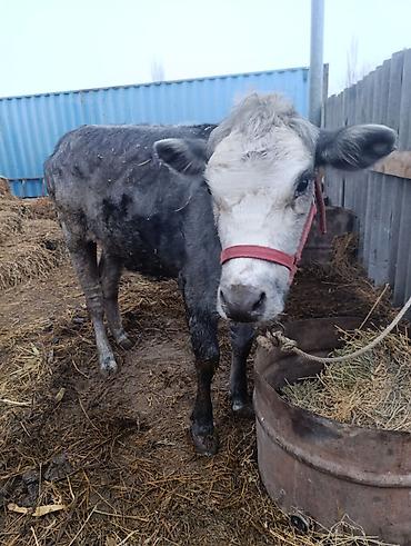Коровы, быки: Продаю | Тёлка | На откорм, Для разведения — 9