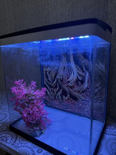 suni bitki: Delsa Aquarium K390 akvarium - Model: K390 (üst qapaqda etiket) - — 7