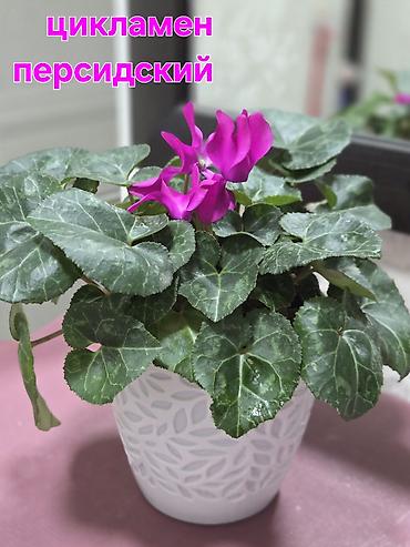 Драцены и Сансевиерии: Сансевиерия (Sansevieria, «щучий хвост») в горшке. Описание: - — 23