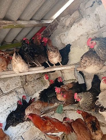 liqorin toyuqlari satilir: Məhsul: Yerli toyuqlarıdi gecen ilin fereleridi yumurtuya düşüblər — 6
