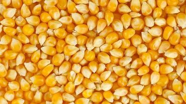мерседес е320 цена: Кукуруза рушенная
Сорт ПИОНЕР 
Влажность 13%
с.Сокулук
