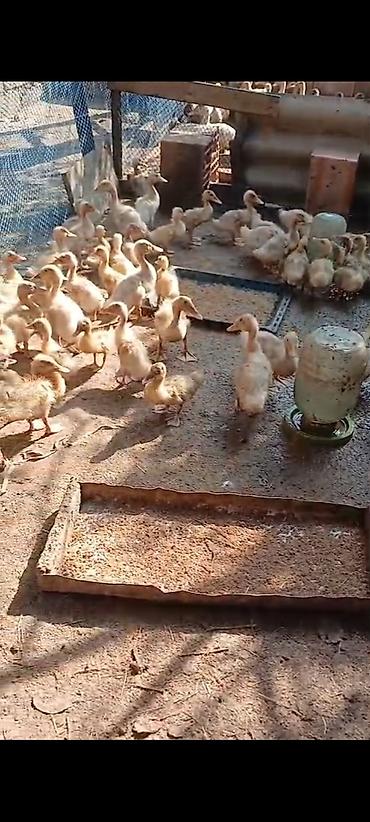 ördək balası və cücə: Pekin ördəy balaları satılır istəyən əlaqə saxlasın unvan Lənkəran — 3