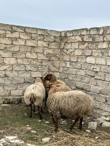 Qoyunlar, qoçlar: Salam tecli satlır sağlam heyvanlardıı qiymət razlşmaq olarr — 8
