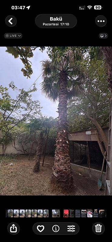 Ağaclar: 🌴 15 İLLİK, 7.5 METRLİK WASHINGTONIA PALMASI SATILIR 🌴 Elan mətni: 🌴 — 4