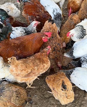 yumurtlayan toyuqlar satilir: Toyuq, Australorp, Damazlıq — 2