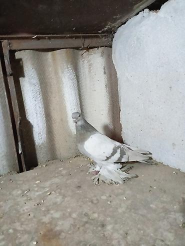 Птицы: Продаю молодых голубей 1 шт стоит пятьсот сом окончательно родители — 19