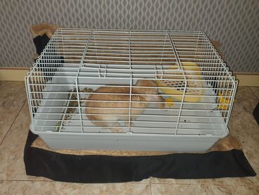 yonca piresi: Dovşan satılır Holland lop (sallaq qulaq) dekorativ dovşan satılır