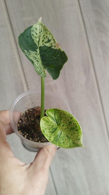 аквариум балыктары: Монстера Monstera 'Aurea Neon' / 'Lemon Lime'). Продажа!!! Монстера — 6