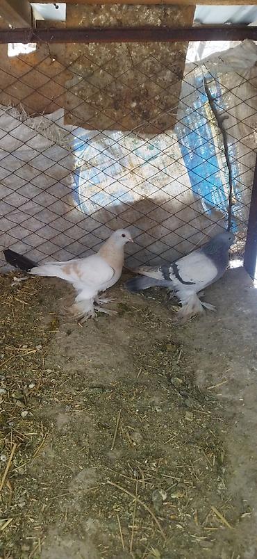 Птицы: Голуби кокучкон кабутар сатылат — 3