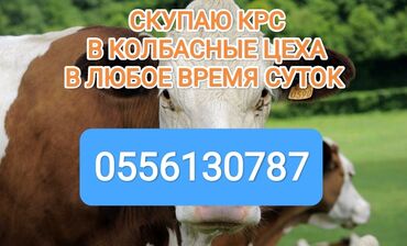 бишкектен уй сатылат: Куплю | Коровы, быки, Лошади, кони | Круглосуточно, Любое состояние, Забитый