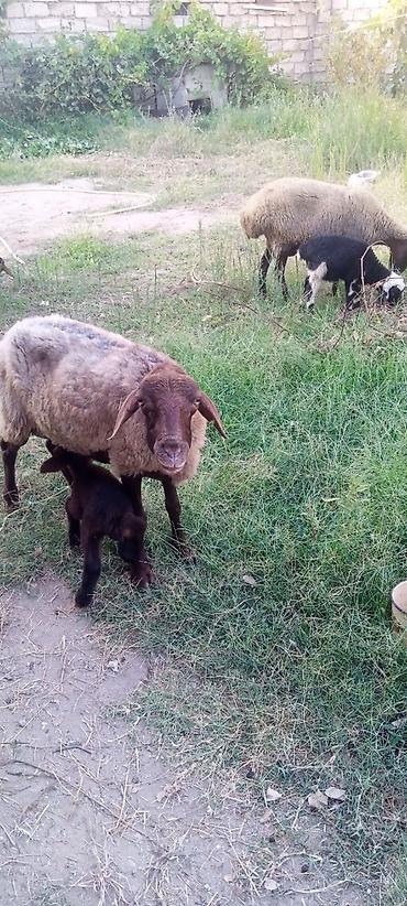 keçi şəkilləri: Satış: xırdabuynuzlu heyvanlar sürüsü - Növ: qoyun və keçi qarışıq — 3