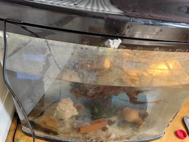 akvarium baliqlari: Akvarum 70 litirlikdi zovot isdisalidi aksusarlari və filtiri hazır