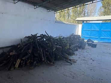 помидор сатам: Отун Терек — 2