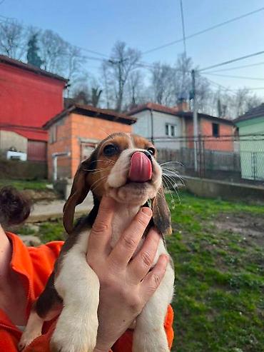 Psi: Bigl štenci Prodajem prelepe rasne štence rase Bigl, oštenjene — 5