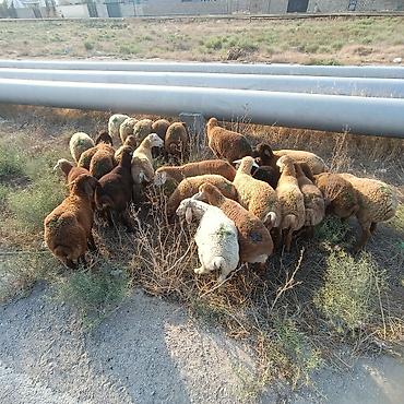 binə atciliq: Salam aleyküm 26 baş quzdu 23 erkey 3 dişi. kom alana endirim olacaq — 2