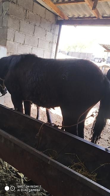 Лошади, кони: Продаю | Жеребец | Рабочий — 7