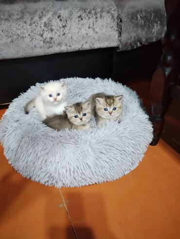 Pişiklər: Qızıl şinşilla, Erkək, Dişi, Yaxşı əllərə, Ünvandan götürmə, Pulsuz çatdırılma, Ödənişli çatdırılma