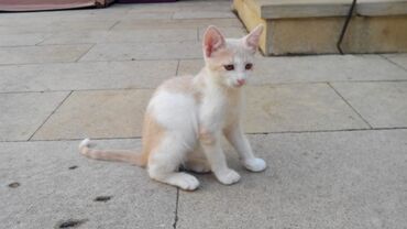 купить шотландского котенка в Азербайджан | Коты: Отдаю в Добрые руки котенка мальчика. Возраст 2,5 месяца. Добрый