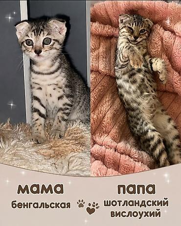 савана кошка: Котята редкого микса: бенгал + шотландская вислоухая — 2
