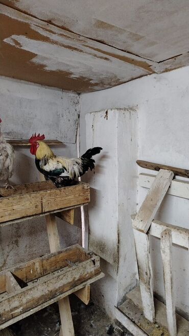 Heyvanlar üçün mallar: Xoruz, il: 3, Ödənişli çatdırılma