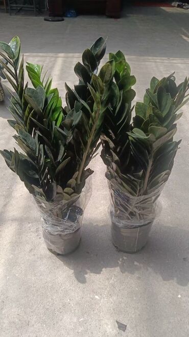 Пальмы: Пальмы Кофейное деревоПальмы,Фикусы и тд — 13