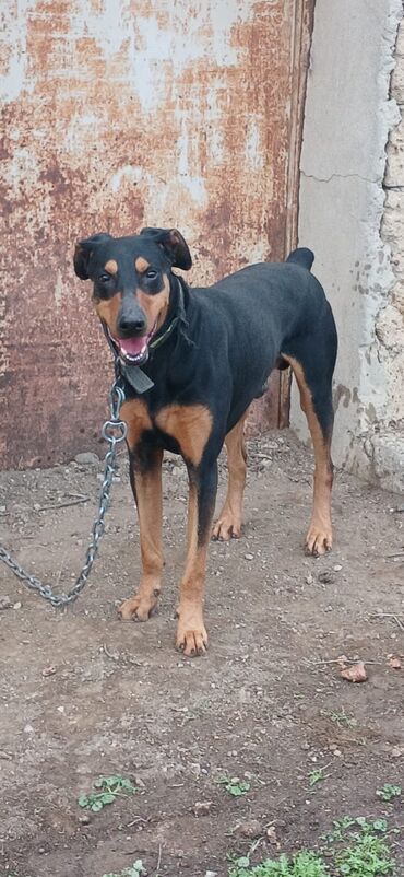 İtlər: Doberman, 8 ay, Erkek, Peyvəndli, Ünvandan götürmə