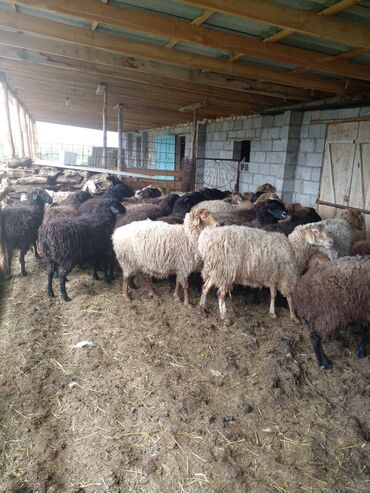 романовская порода овец купить: Продаю | Овца (самка), Ягненок, Баран (самец) | На забой