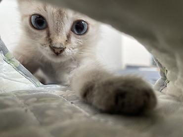 ххх с кошкой: 2 месяца, Девочка, Приучена к лотку — 1