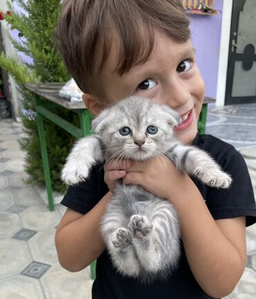 Şotland yastı qulaq, Dişi, Yaxşı əllərə, Ünvandan götürmə
