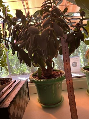 Молочаи: Суккуленты в горшках 1) Денежное дерево (Crassula ovata) - Крупное — 7