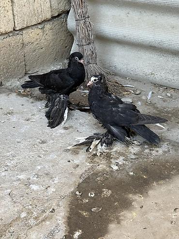 feniks quşu: 3 dene bala veren maya delfinler satılır ciddi alıcılar yazsın — 2