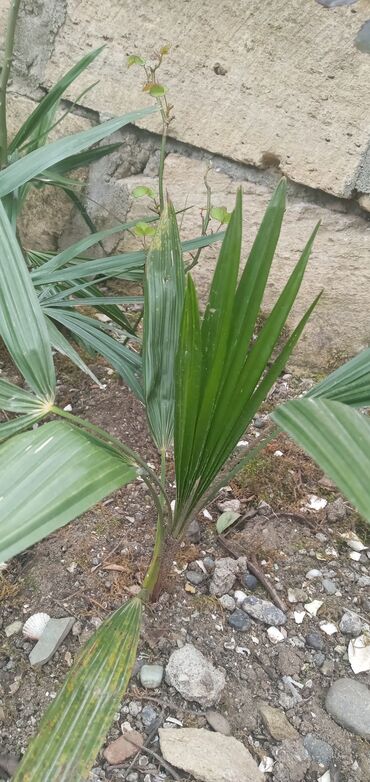Toxumlar və çöl bitkiləri: Palma ağac şitilleri