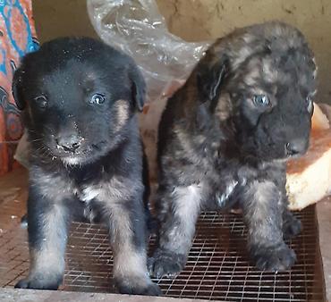 İtlər: Alman çoban iti, 1 ay — 4