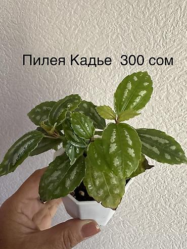 Другие комнатные растения: Укоренённые черенки растений от 150-300 сом — 18