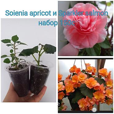 Бегонии: Бегонии и абутилон — укоренённые саженцы в стаканчиках/горшочках. 1) — 14