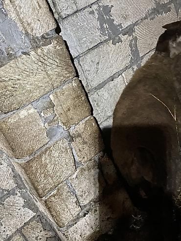 cuce ve xoruz temsili: Sabirabad sixsalahli sirvana yaxin diri cekisi 34 kq erkekdir — 4